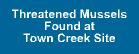 Thretened Mussel Found at Town Creek Site
