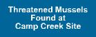 Camp Creek Mussels